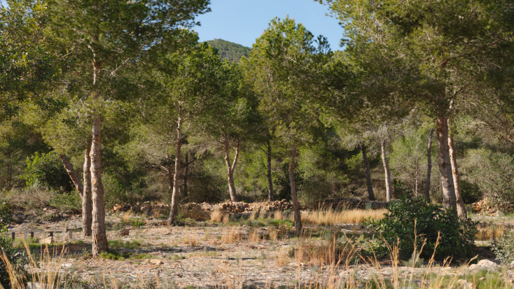 Bosque Ribamar