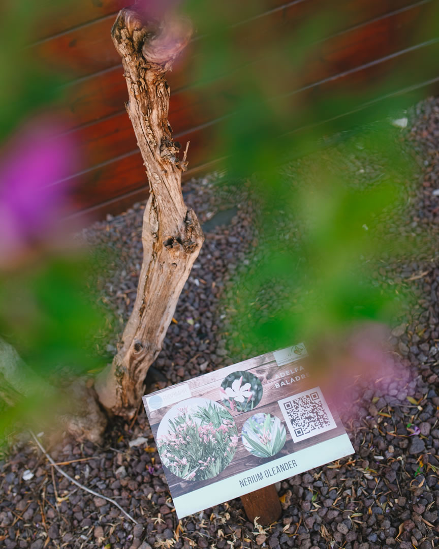 Código QR en planta autóctona del Jardín Ribamar, Camping Ribamar, Serra d'Irta